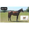Image 1 : Colt Mystic Guide Giant Cause