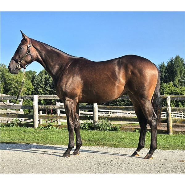Filly Flameaway Goldstryke Glory