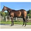 Image 1 : Filly Flameaway Goldstryke Glory