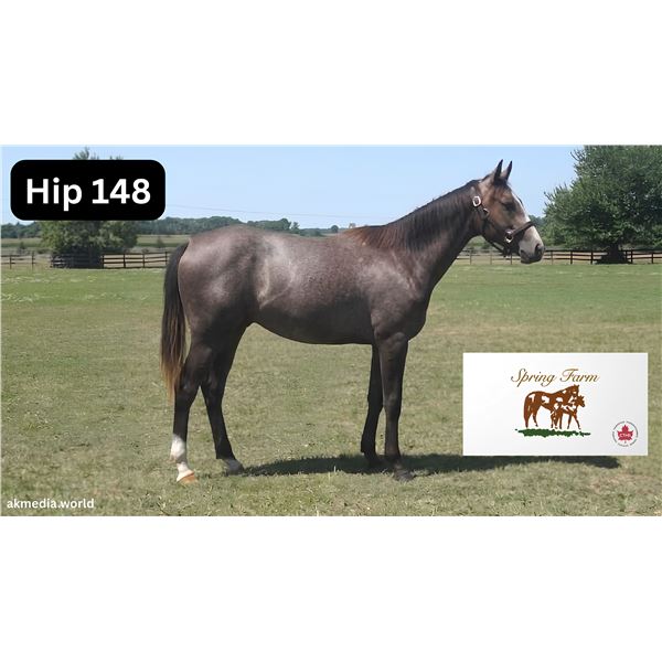 Filly Big Screen Isabel's On It (GB)