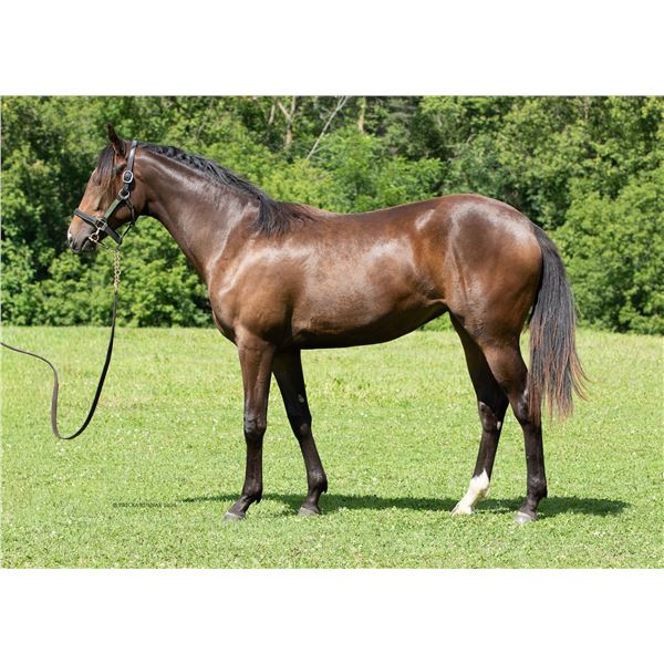 Filly Society's Chairman Kit Kat Katie