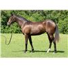 Image 1 : Filly Society's Chairman Kit Kat Katie