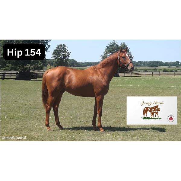Colt Big Screen Lady of Moray