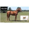 Image 1 : Colt Big Screen Lady of Moray