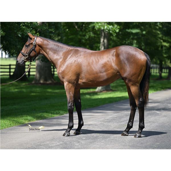 Colt Avie's Flatter Legs Like Betty