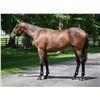Image 1 : Colt Avie's Flatter Legs Like Betty