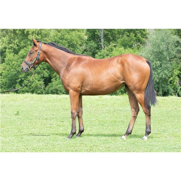 Filly Silent Name (JPN) My Christini