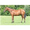 Image 1 : Filly Silent Name (JPN) My Christini