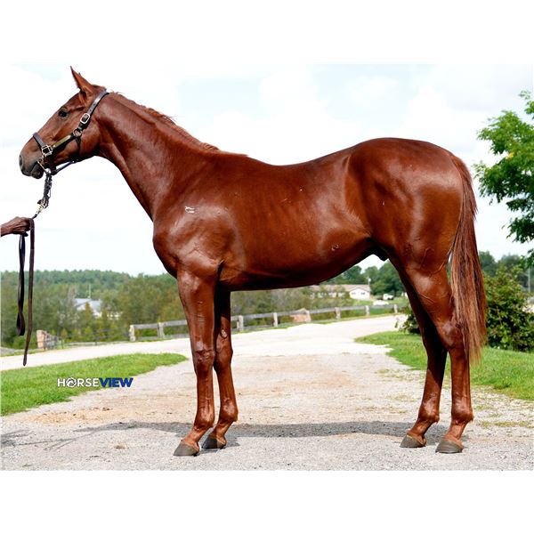 Colt Reload My Pal Ariana