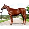Image 1 : Colt Reload My Pal Ariana
