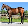 Image 1 : Filly Annapolis November Tale (IRE)