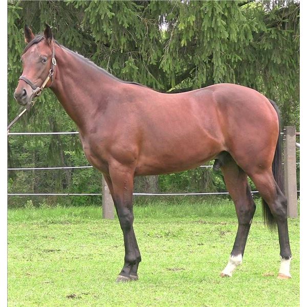 Colt Silent Name (JPN) Peace Sign