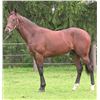 Image 1 : Colt Silent Name (JPN) Peace Sign