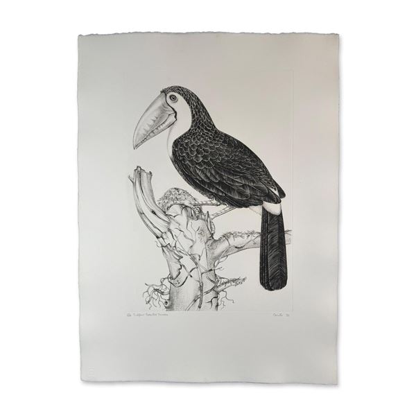 Jack Coutu (1924-2017) Etching, Sulphur Breasted Toucan, Signed