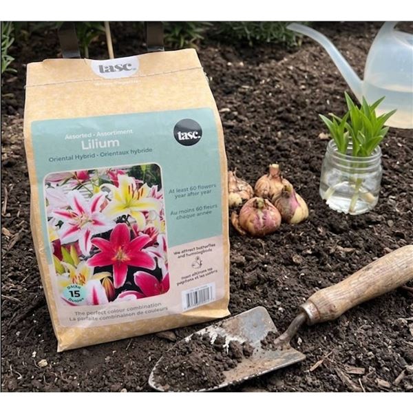 Lasc Lilium Oriental Hybrid Bulbs, 15 Pack