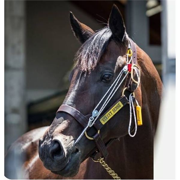 Stableizer Equine Restraint & Training System - BLUE - Extra Large