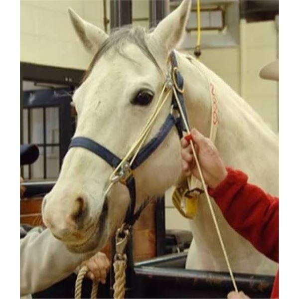 The Stabileizer Equine Restraint System Color BLACK