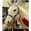 Image 1 : The Stabileizer Equine Restraint System Color BLACK