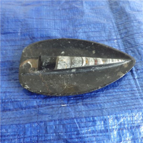 Orthoceras Fossil from Fossil world -- NO SHIPPING TO USA