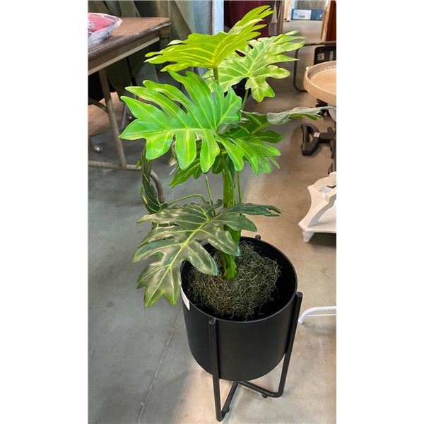 DECORATIVE PLANT