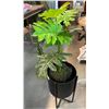 Image 1 : DECORATIVE PLANT