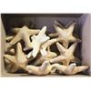 Image 1 : BOX OF 12 STARFISH