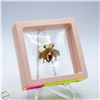 Image 1 : NEW GOLD TONE BEETLE WITH RHINESTONES