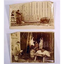 LOT OF 2 VERY EARLY PHOTOS OF FARMERS KILLING HOGS
