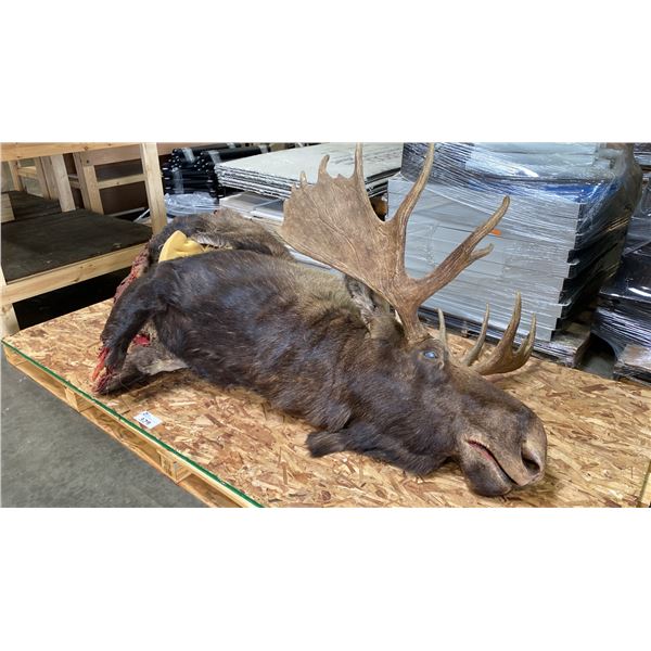 100% IMITATION LARGE MOOSE PROP