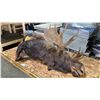 Image 1 : 100% IMITATION LARGE MOOSE PROP