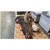 Image 2 : 100% IMITATION LARGE MOOSE PROP
