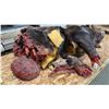 Image 3 : 100% IMITATION LARGE MOOSE PROP