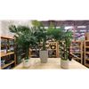 Image 1 : GROUP OF 4 LARGE POTTED ARTIFICIAL TROPICAL PLANTS