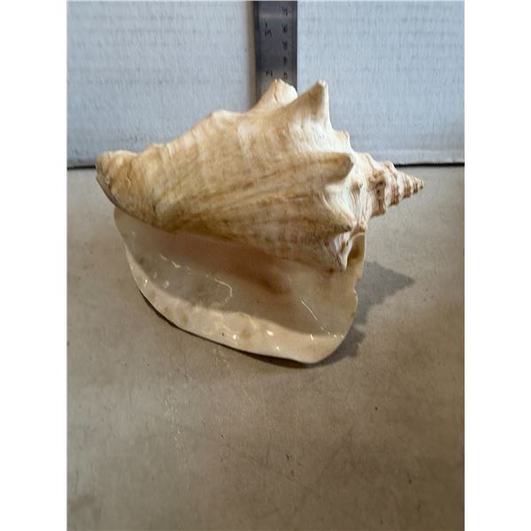 Shell