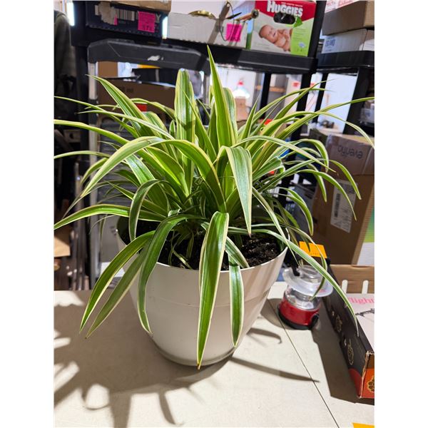 Spider plant