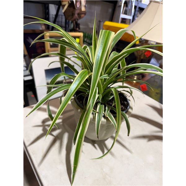 Spider plant