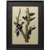 Image 1 : Audubon Framed Print of Woodpeckers