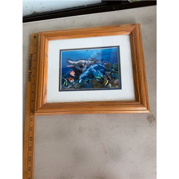 Dolphin picture