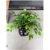 Image 1 : Artificial plant