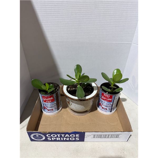 Rubber plants