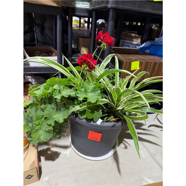 Plant
