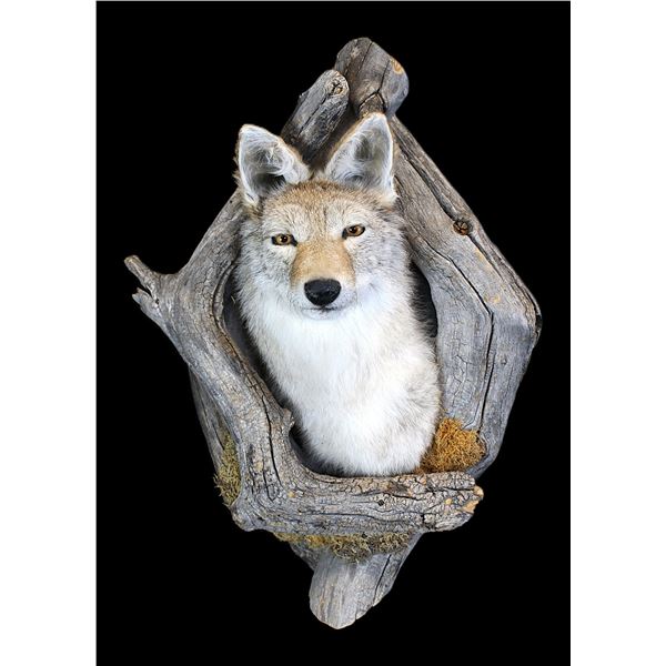 Coyote Head Mount In Driftwood- 24" X 18"- Hangs