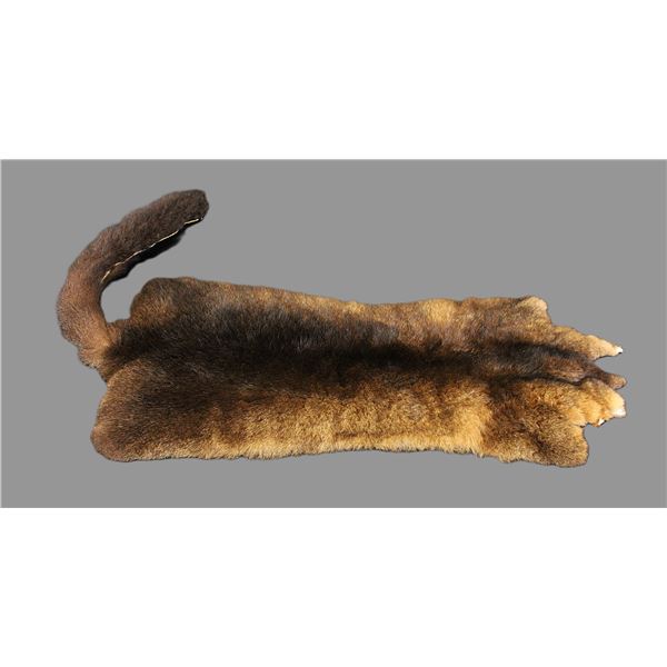 Tanned New Zealand Possum Hide- 35" With Tail