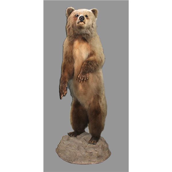 Full Mount Upright Grizzly Bear- Alaskan- Good Hair- Good Taxidermy- Repaired Claw- 74" With Base- N