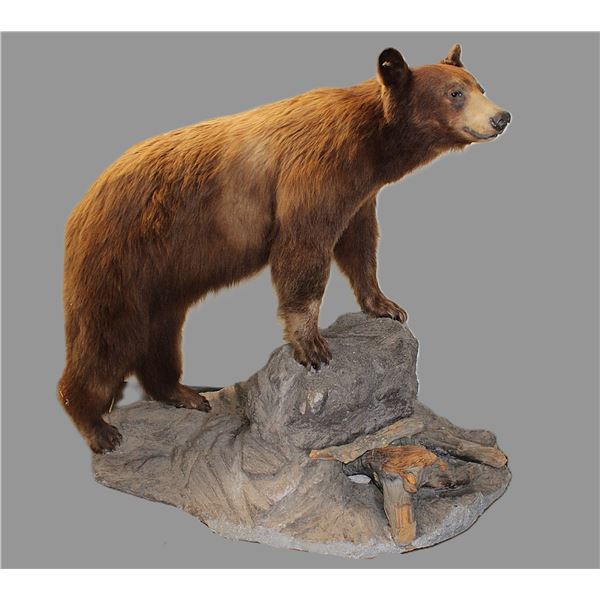 Full Mount Chocolate Colored Black Bear On Base- Good Hair- Good Taxidermy- 52" X 52"