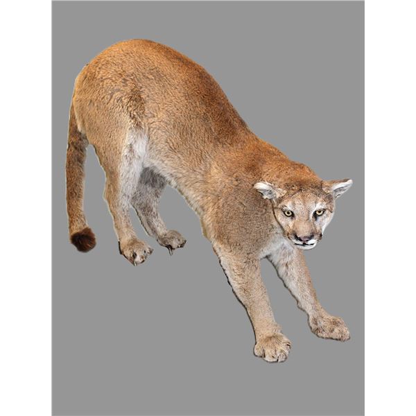Full Body Mountain Lion Mount- Good Taxidermy- No Base- 29" X 38"