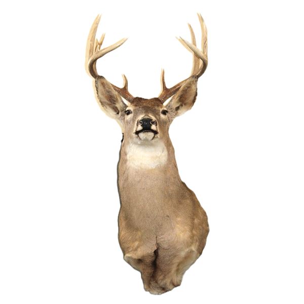 5X6 Whitetail Shoulder Mount- 17.5" W