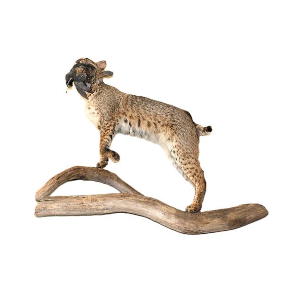 Full Body Bobcat And Qual Mount On Driftwood- Hangs- 32" X 40"