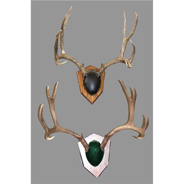 2 Mule Deer Racks On Boards- 23"W- 20"W