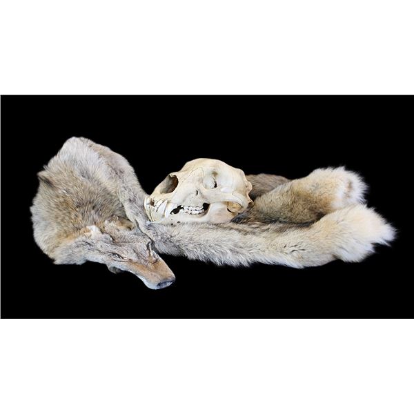 Bear Skull- 12" X 6.5"- Tanned Coyote Hide- 61" With Tail